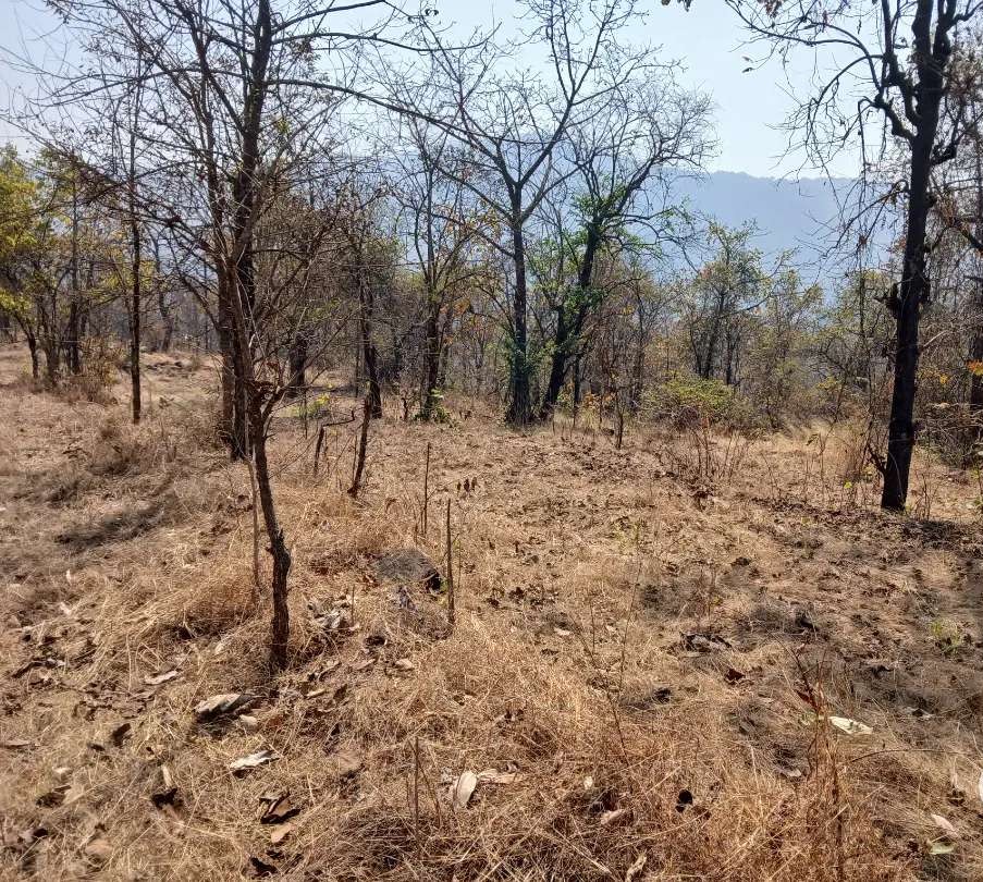 कोकणात आबा काजू लागवड योग्य जमीन विकणे आहे